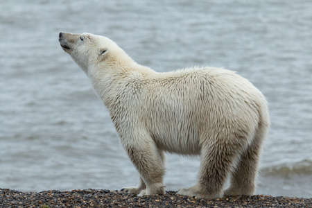 Polar bear (Ursus maritimus) on the pack ice, north of Svalbard Arctic Norwayの写真素材