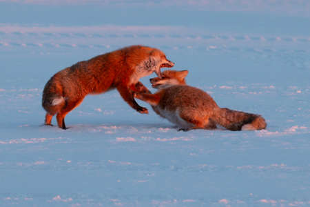 Red fox (Vulpes vulpes) mother and cub playing in the snow.の写真素材