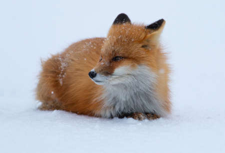 Red fox lying on the snow. Red fox in the snow.の写真素材