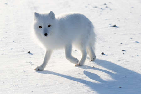 Arctic fox (Vulpes lagopus) in the snowの写真素材