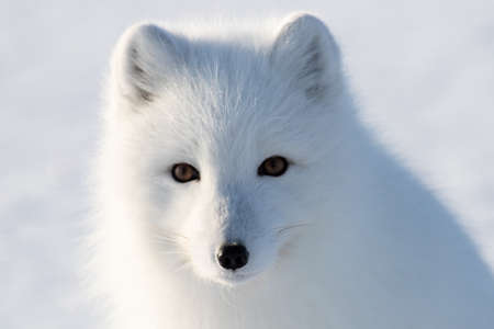 Portrait of an arctic fox (Vulpes lagopus) in winterの写真素材