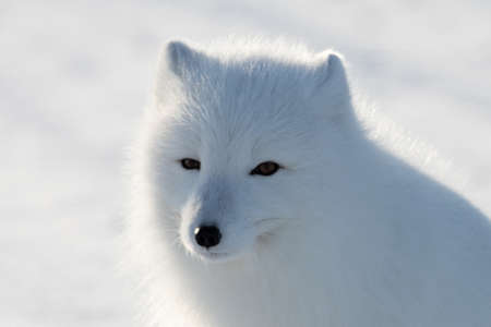Portrait of a beautiful young arctic fox on the snow.の写真素材