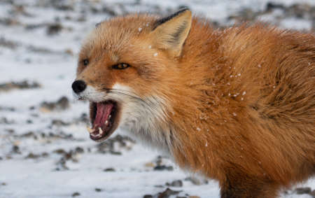 Red Fox in Alaskaの写真素材