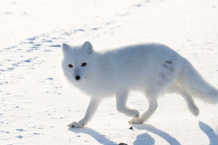Arctic fox on the snow in winter, Vulpes lagopusの写真素材