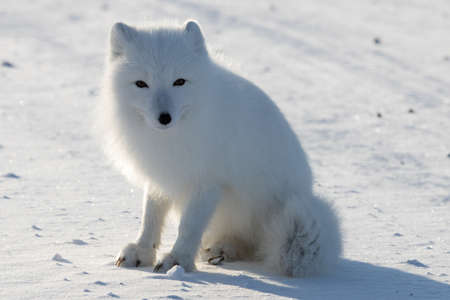 Arctic Fox in Alaskaの写真素材