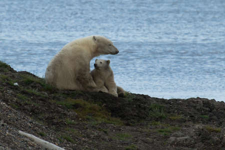 Polar Bear and Cub in Alaskaの写真素材