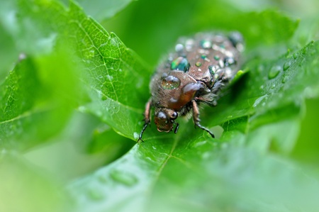 Insectsの写真素材