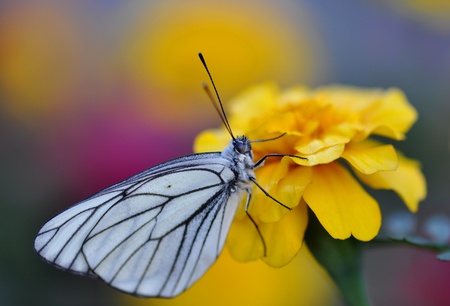 Butterflyの写真素材