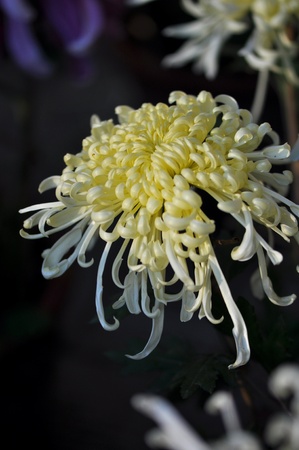 Chrysanthemumの写真素材
