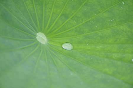 The lotus leaf with dewの写真素材