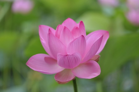 Lotusの写真素材