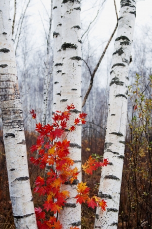 White birch and red leavesの写真素材