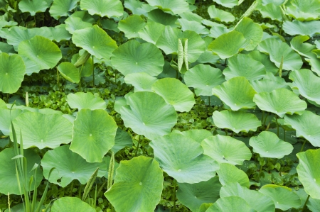 Lotusの写真素材