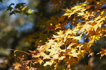 Autumn leaves