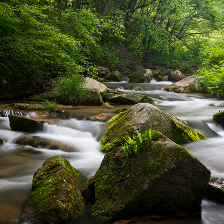 Creek in the forestの写真素材