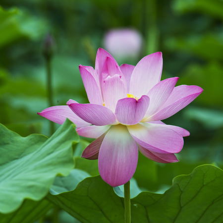 Summer blooming lotusの写真素材