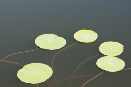 Duckweedの写真素材