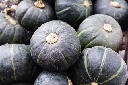 Pumpkinの写真素材