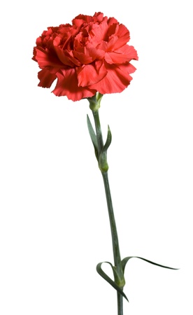 Red Carnation on white background の写真素材