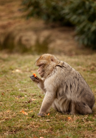 Macaque closely  Inspecting his foodの写真素材