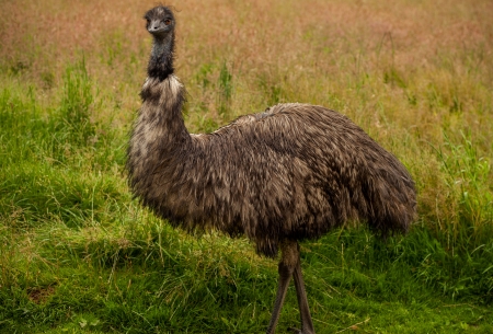 Close up side view portrait of an emu bird with an unkempt wind swept look  Standing Proud in a green field の写真素材