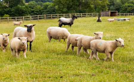 Sheep with lambs looking up and walking forward on farm in England.の写真素材