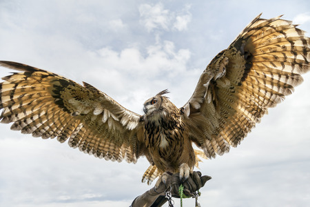 Eurasian eagle-owl displays itâ??s huge wing span. Shot from below on handlers gauntlet.