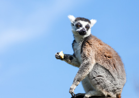 Ring-tailed lemur (Lemur catta) sitting on a rock eating fruit. Blue sky background