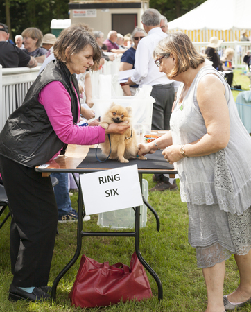Staffordshire, England - June 01,2017 : Staffordshire County Show Judge assesses a  Pomeranian dog on tableのeditorial素材