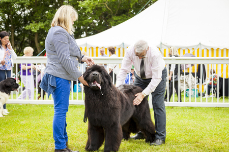 Staffordshire, England - June 01,2017 : Cute Newfoundland dog slobbering as he is  being judged at...