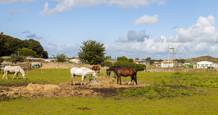 Young thoroughbred horses eating fresh hay in field. Horses eating dry hay on farm in North Wales with a static caravan holiday camp in the background surrounded by the Welsh countryside.の写真素材