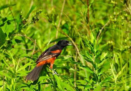Orchard Oriole Bird with Black and Chestnut Brownish Red Feathers Perched on Green Stem with Beak Open Surrounded by Green Leaves and Foliage on a Bright Summer Sunny Dayの写真素材