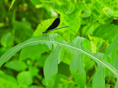 Ebony Jewelwing Dragonfly Sits on Bright Green Leaf with Iridescent Green and Blue Body and Black Wings Surrounded by Green Foliage on a Bright Summer Sunny Dayの写真素材