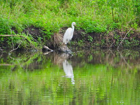 A Great Egret Bird Standing Near Pond Edge with Brilliant White Feathers and Yellow Beak with Mud and Green Foliage on the Bank on a Summer Day with Reflection on Waterの写真素材