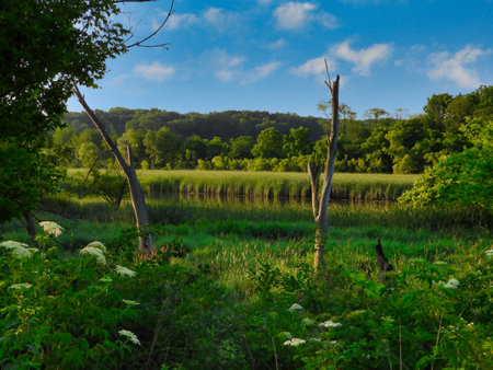 Wetland Landscape scene with Forest in Background River with Surrounding High Grass and Cattails, Two Dead Tree Trunks in Foreground with Summer Foliage and Bright Blue and White Cloud Skyの写真素材