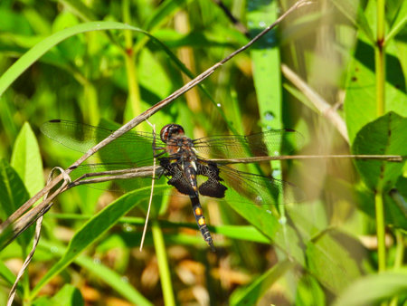 Black Saddlebag Dragonfly Clasps Part of Branch with Orange Head, Yellow and Black on Tail, Black on Wings At Body Among Green Leavesの写真素材