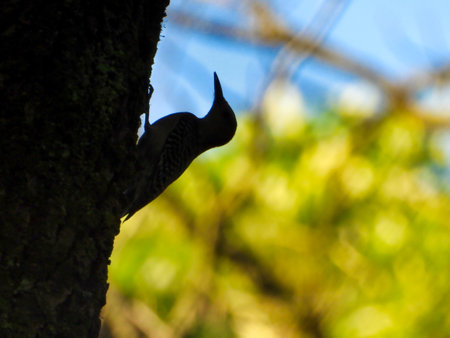 Silhouette of a Red-Bellied Woodpecker Bird Climbing Side of Silhouette of a Tree Trunk with Green...