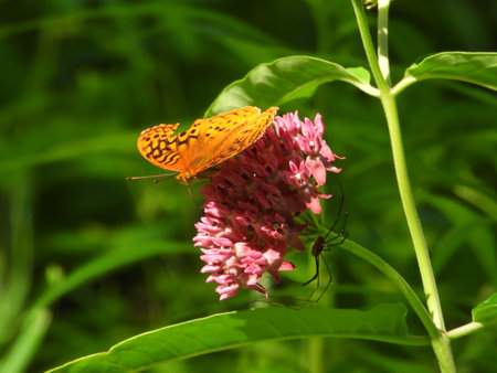 Silver Washed Fritillary Butterfly (Argynnis paphia) an Orange Butterfly Sits on a Pink Flower with a Spider on the Bottom Side of Flower Surrounded by Green Leaves on a Sunny Summer Day Closeup Macroの写真素材