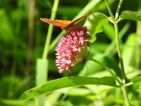 Real Closeup of Silver Washed Fritillary Butterfly (Argynnis paphia) an Orange Butterfly on Pink Flower as the Flower Leans Forward and Spider Hangs on Below Flower Bloom Macro Viewの写真素材