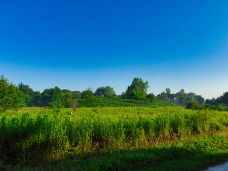 Landscape View of Prairie and Forest on Sunny Summer Day with Lush Green Grass, Plants and Trees with Bright Clear Blue Skyの写真素材