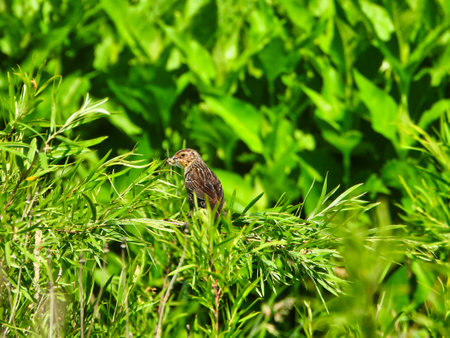 Red-Winged Blackbird Stands Sideways with Insect in Mouth on Summer Green Foliageの写真素材