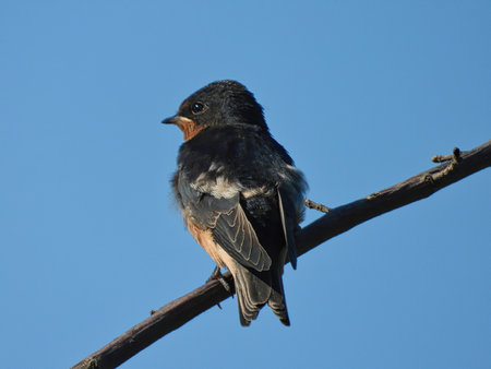 Bank Swallow Bird Perched on a Lone Tree Branch Looking to the Side in Profile View and See Orange Colored Breast with Bright Blue Clear Skyの写真素材