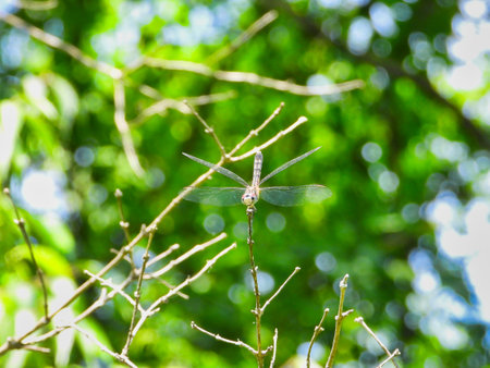 Female Blue Dasher Dragonfly with Red and Green Around Head and Eyes with Black and Yellow on Back and Tail Hangs on to the Top of a Stem Looking Forward with Green Foliage in the Backgroundの写真素材
