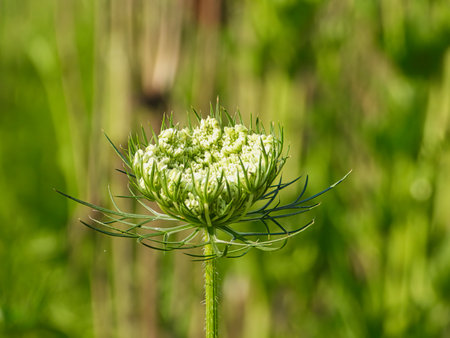 Closeup of Prairie Seed Head Before it Opens with Blurred Meadow in Backgroundの写真素材