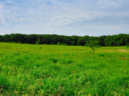 Green field and blue sky: Vibrant green prairie meadow field with a large forest in the background and blue sky over the landscape scenic summer viewの写真素材