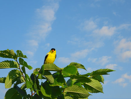 American Goldfinch Bird Looks Forward While Perched on Tree Branch with Green Leavesの写真素材