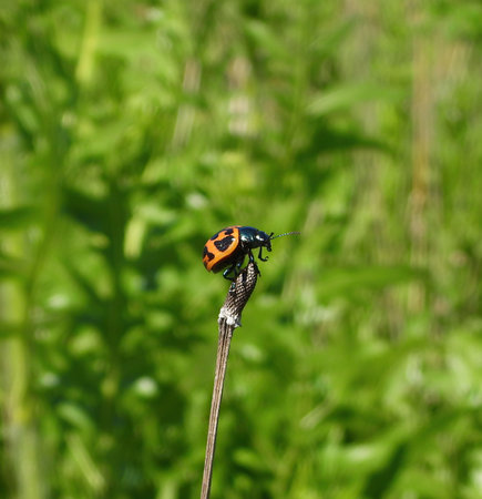 Swamp Milkweed Leaf Beetle (âLabidomera clivicollis) perched on a prairie flower bloom with high green grass in background on a summer dayの写真素材