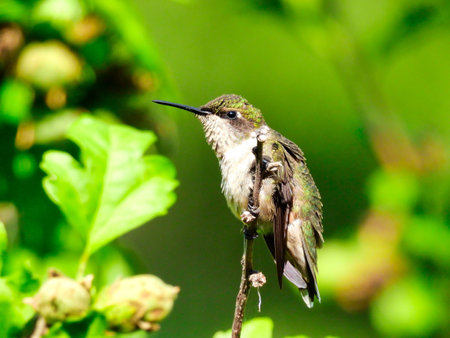 A Young Ruby-Throated Hummingbird with Fluffed Out Feathers Perched on a Branch with Green Leaves...