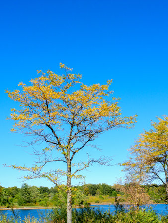 Honey Locust Tree with Yellow Fall Leaf Colors  with Vibrant Blue Sky and Lake in Background...