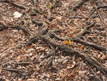 Tree roots above ground: Receded water reveal tree roots now above ground swirling around fall colored leaves on the groundの写真素材